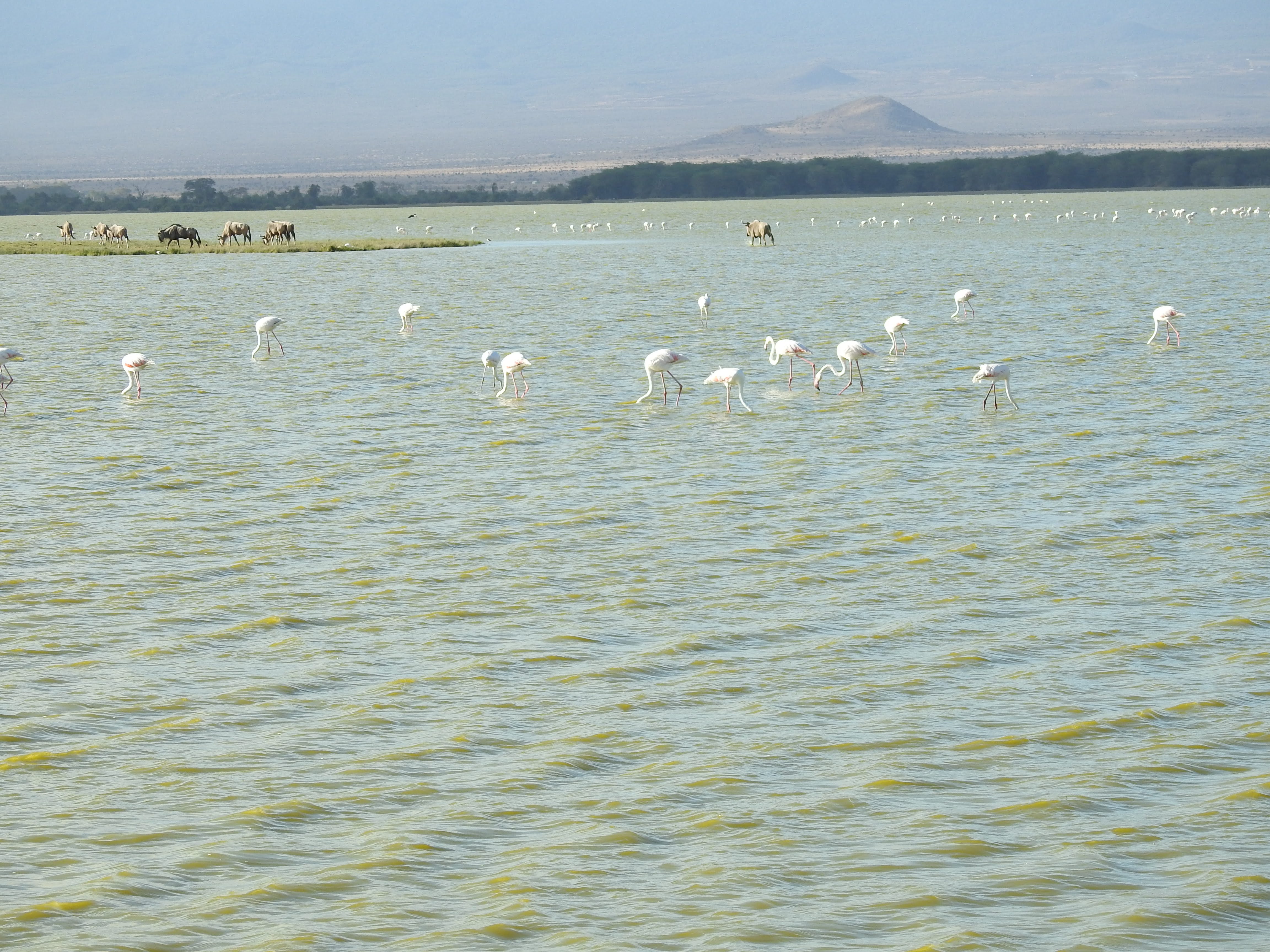 Wildlife