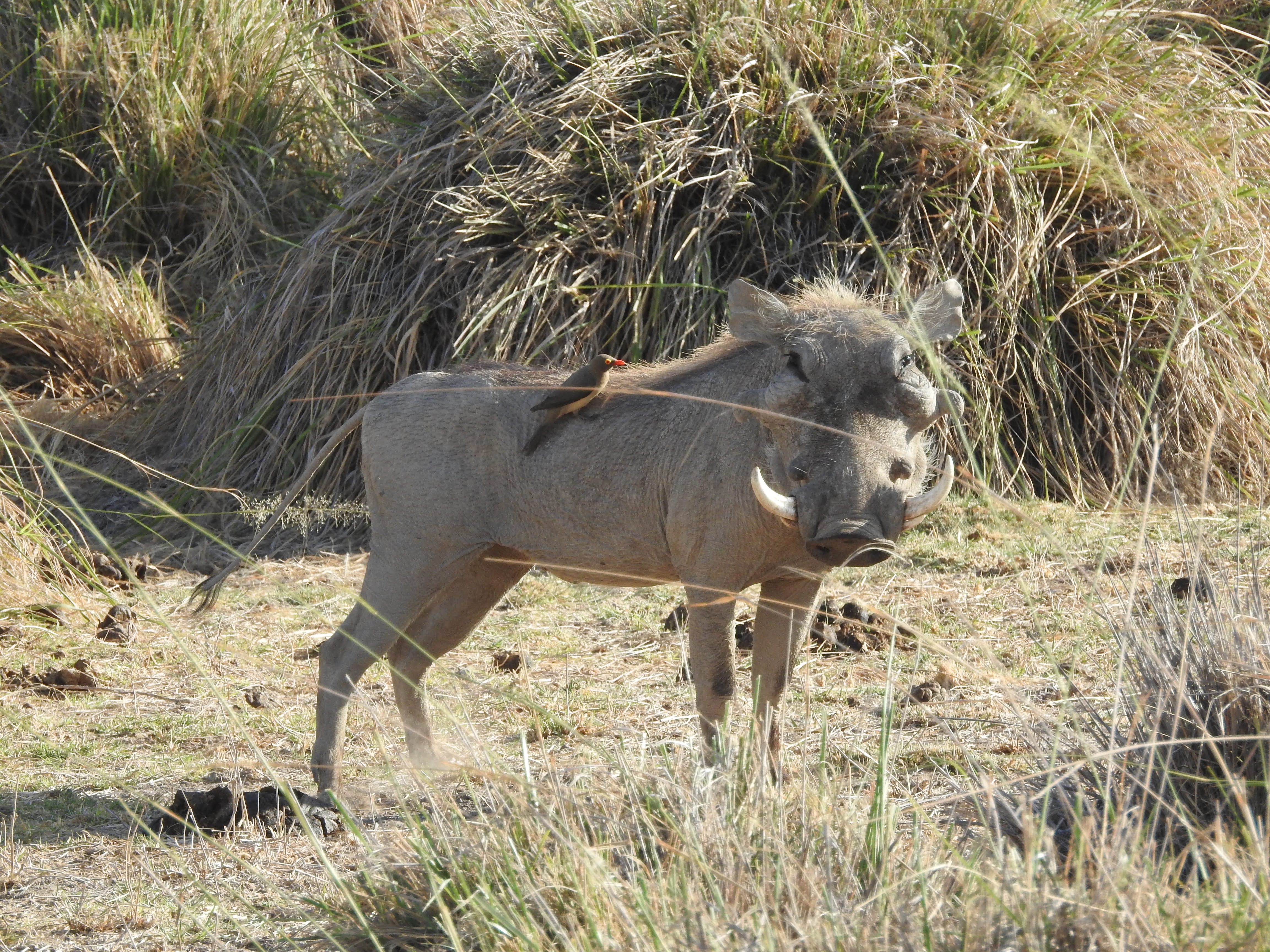 Wildlife