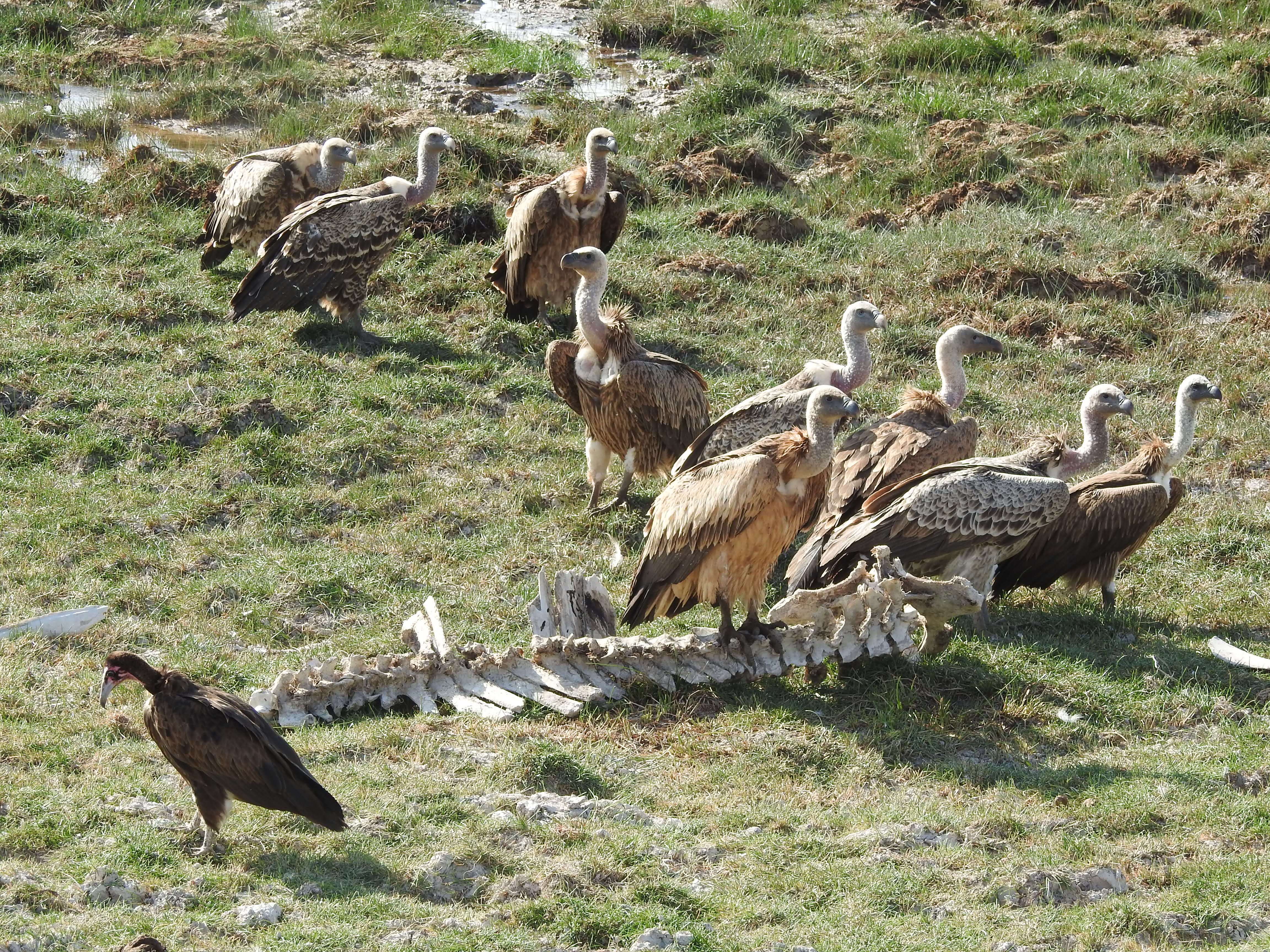 Wildlife