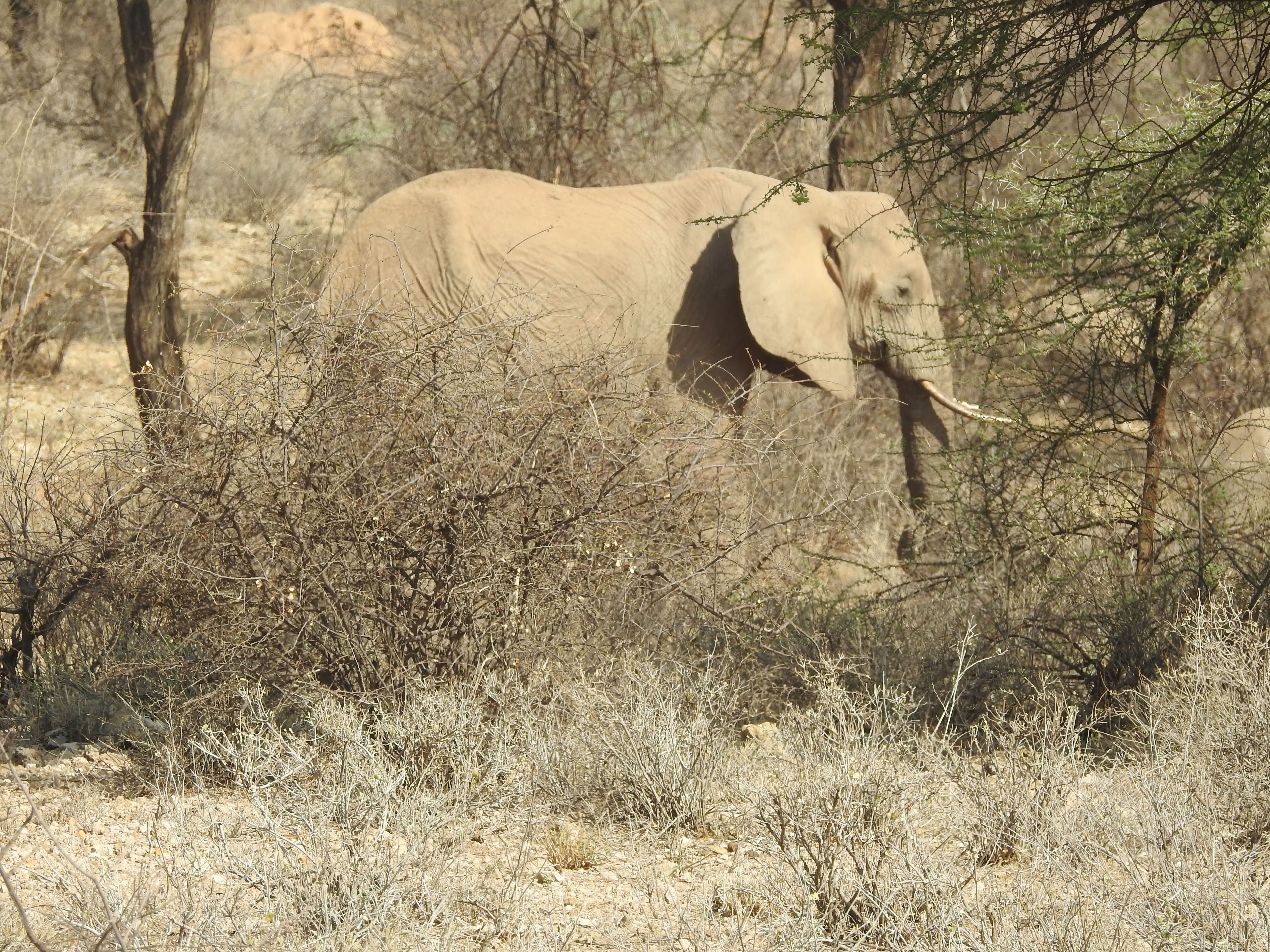 Wildlife