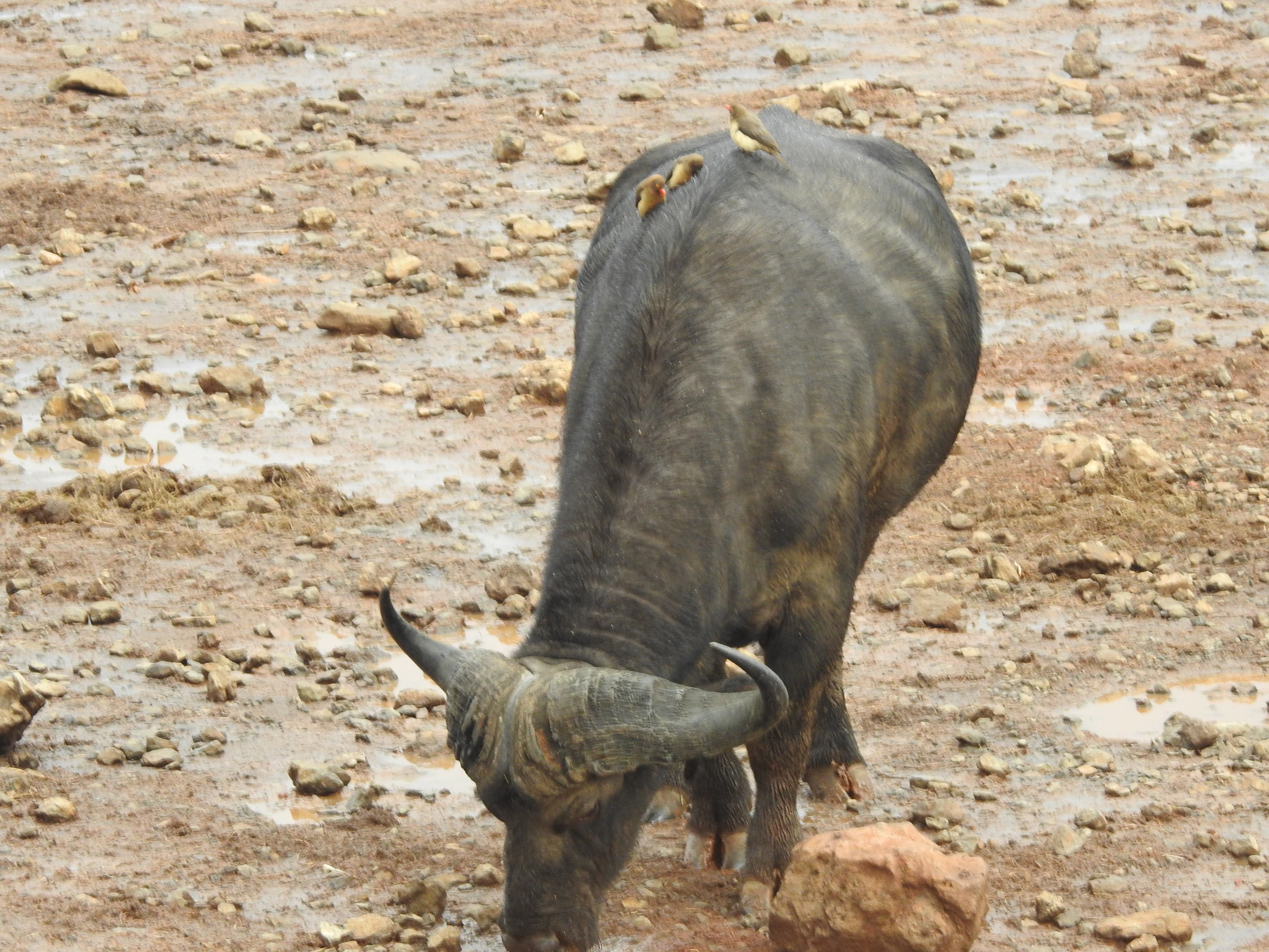 Wildlife