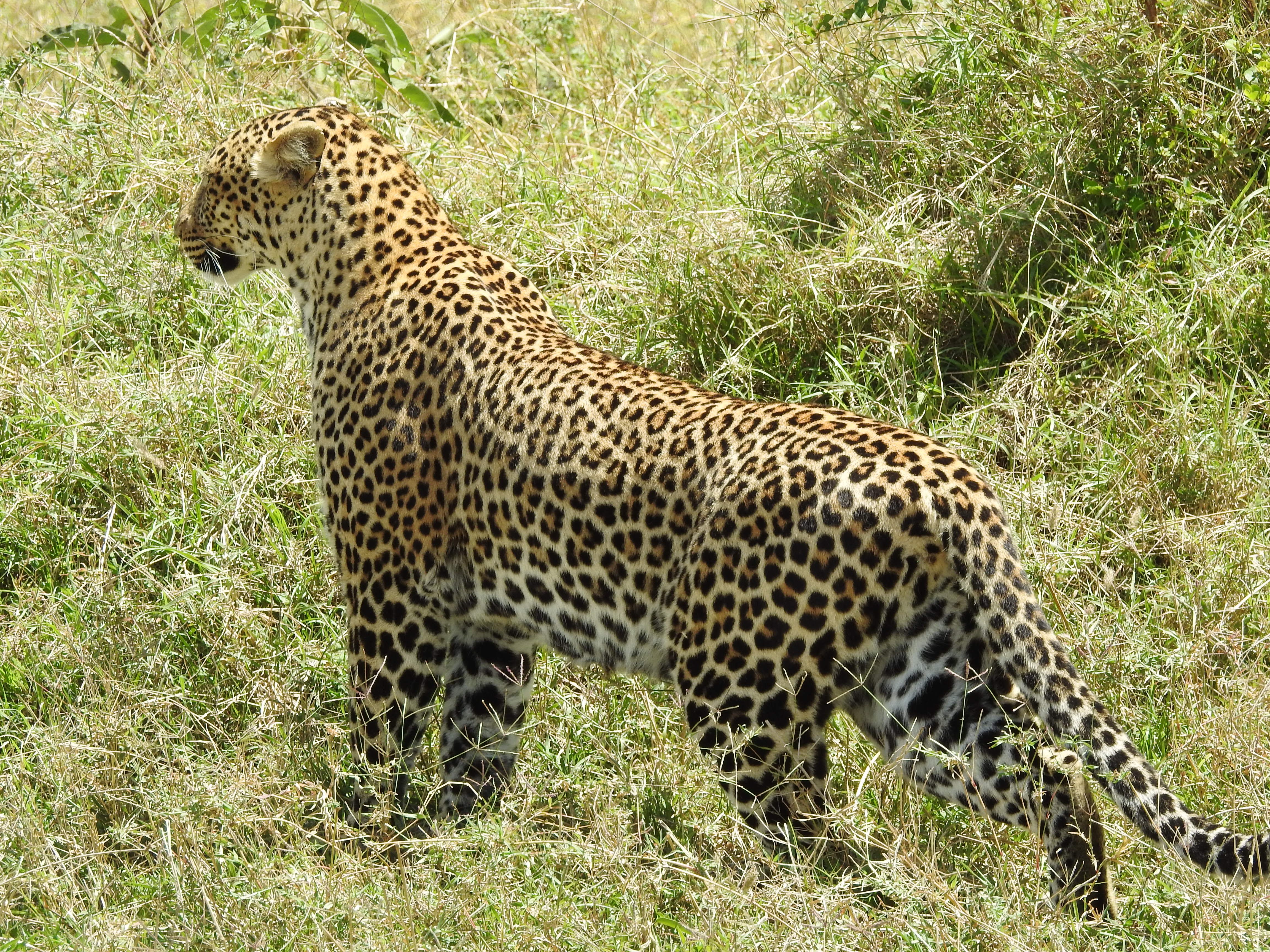 Wildlife