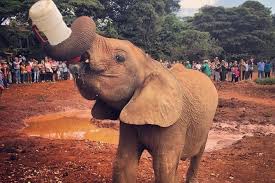 Elephant Sanctuary