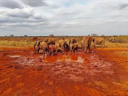 Tsavo
