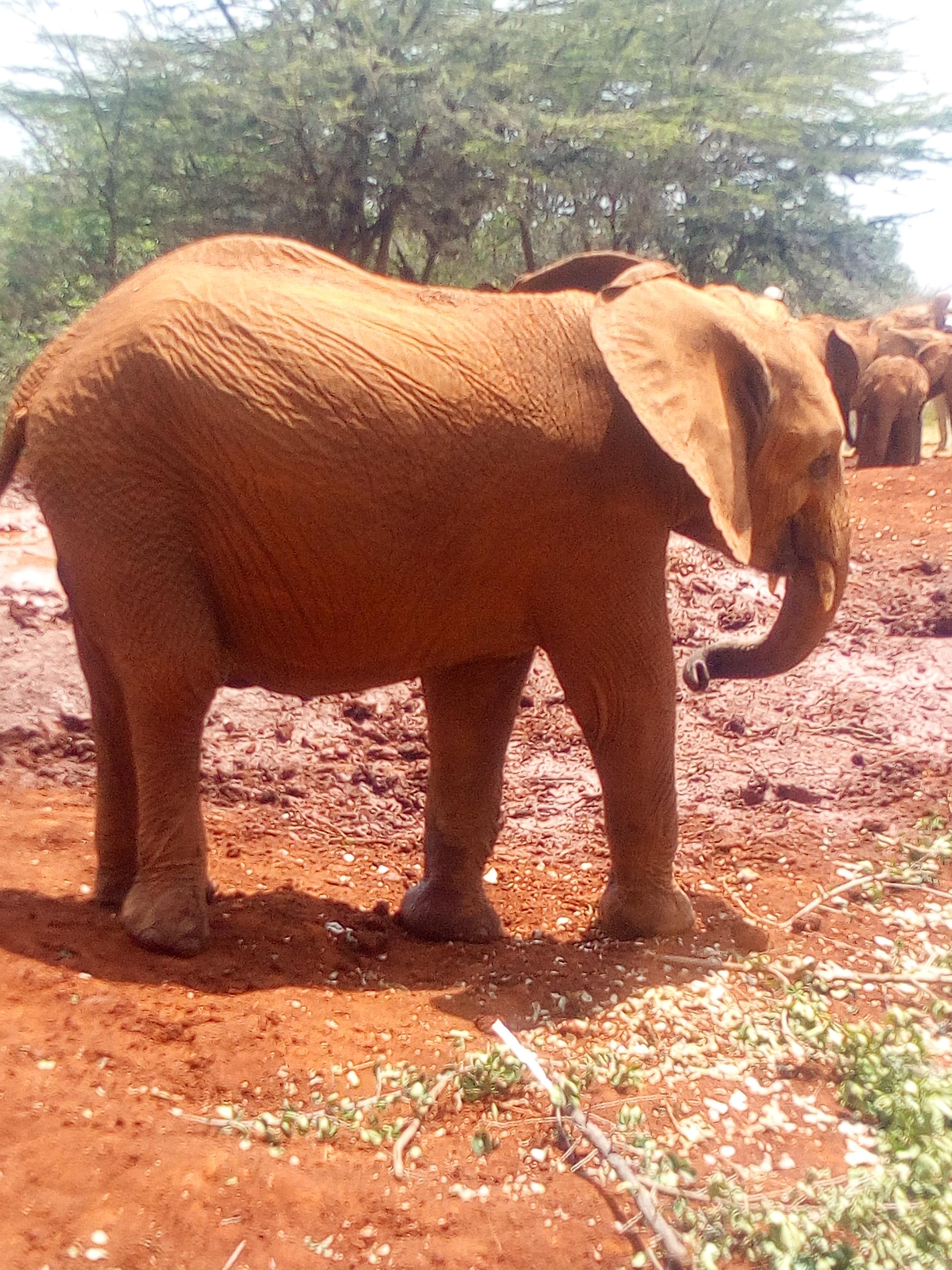 Tsavo